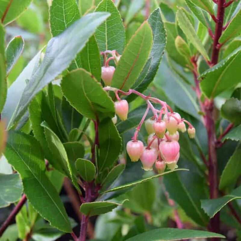 Arbutus unedo 150-175 cm